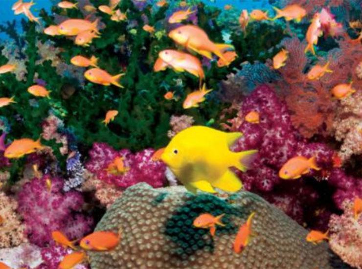 Lo spettacolo della Barriera Corallina delle Maldive - Sportmagazinetrentino.it