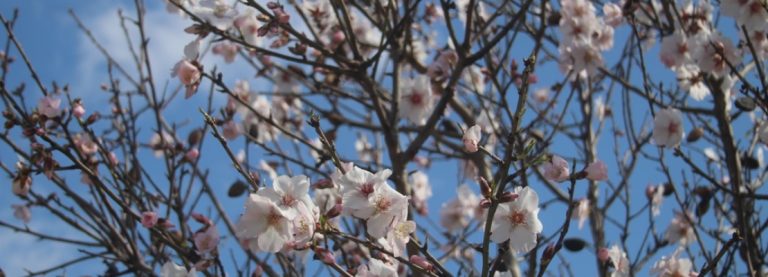 MITI DI PRIMAVERA IN SICILIA E GIAPPONE