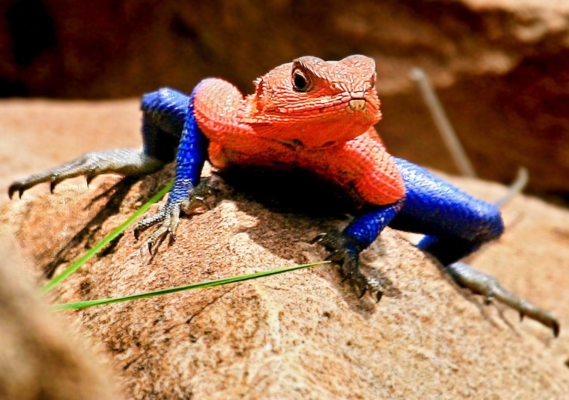 POP – SPIDER LIZARD
