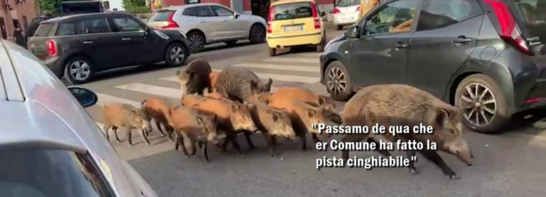 POP! NUOVA VIABILITÀ