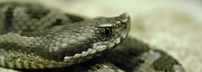 LA GUERRA DELLE VIPERE