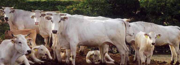 IN ITALIA È TORNATO AD AUMENTARE IL CONSUMO DI CARNE