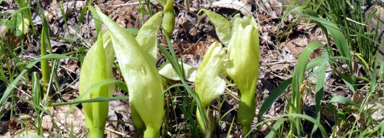 GICHERO, I BENEFICI DELLA PIANTA DEL SAPONE