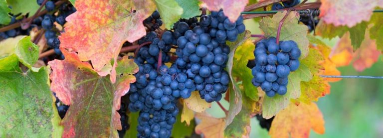 NIZZA DELLA PAGLIA VUOL DIRE BARBERA