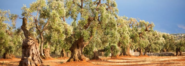 XYLELLA FASTIDIOSA: L’INARRESTABILE KILLER DEGLI ULIVI