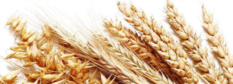 MANGIAMO GRANO ITALIANO PER STARE BENE