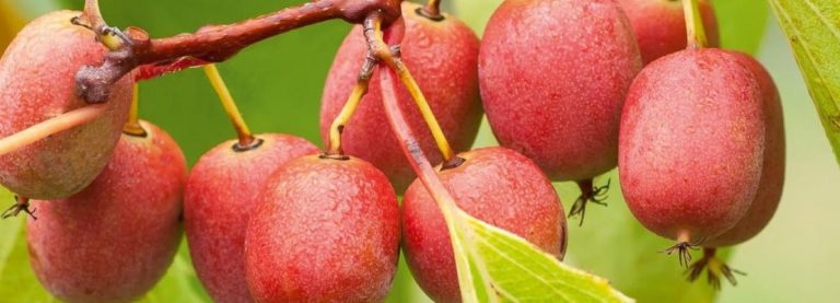 ARRIVA IL NUOVO KIWI ROSSO PER PIACERE A TUTTI