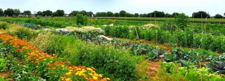 MUOVIAMOCI, FACCIAMO L’ORTO!