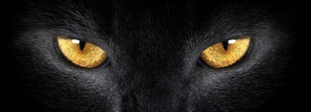 IL GATTO NERO DI EDGAR ALLAN POE