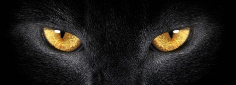 IL GATTO NERO DI EDGAR ALLAN POE