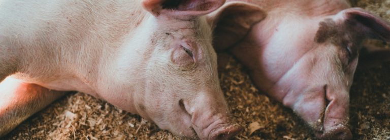 ROBERT PICKTON DAVA LE SUE VITTIME AI PORCI