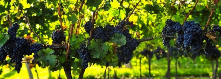 LA STAGIONE DELL’UVA