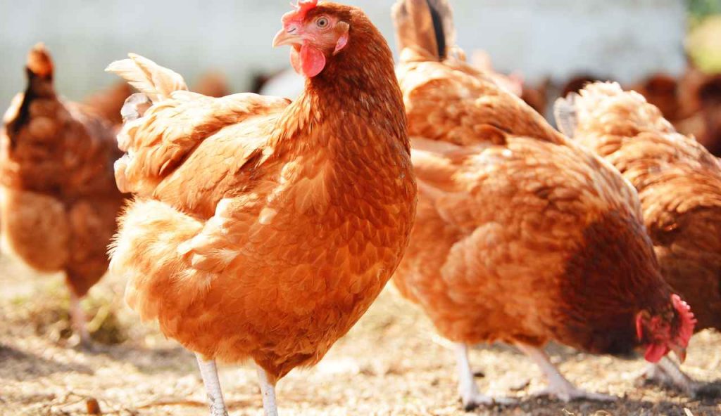 Trucco del pollo ruspante - Giornalepop.it (Fonte foto Canva)