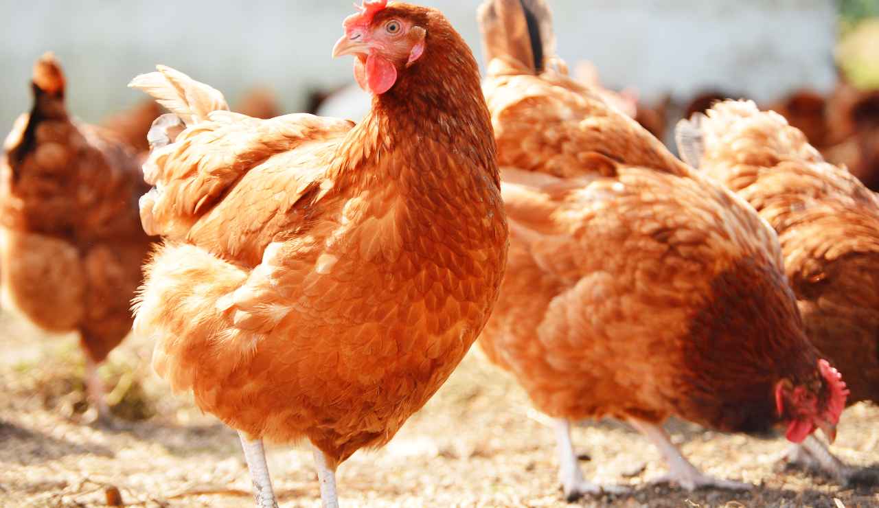 Trucco del pollo ruspante - Giornalepop.it (Fonte foto Canva)